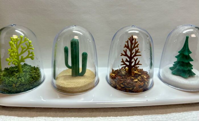 Four trendsetting miniature trees in clear domes, showcasing diverse styles and textures on a white tray.