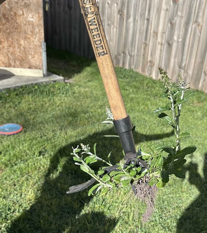 Garden tool removing weeds, illustrating one of the most-wished-for items contributing to Amazon's server load.
