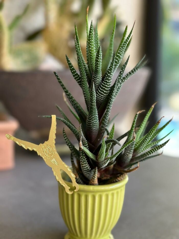 Green succulent in a ribbed pot with a quirky gold bottle opener attached, a unique gift idea beyond typical friend mugs.