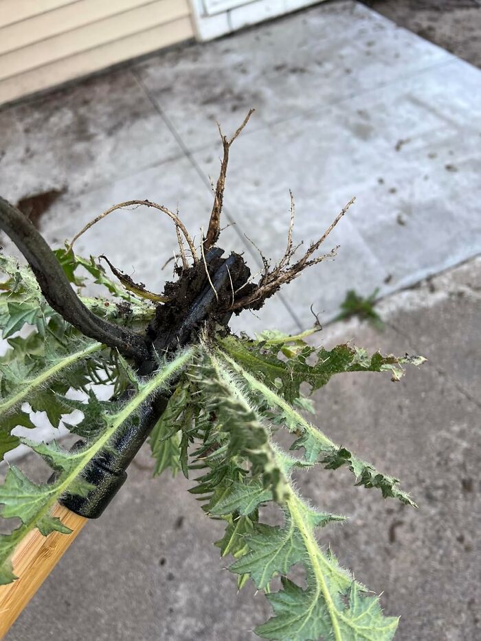 Weed removal tool uprooting plant on concrete, highlighted by the 40K Review Club's selected Amazon products.
