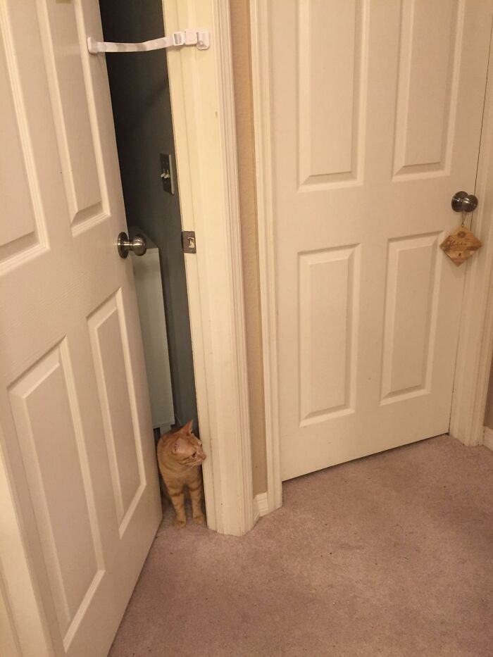 Orange cat peeking through an open door, looking curious.