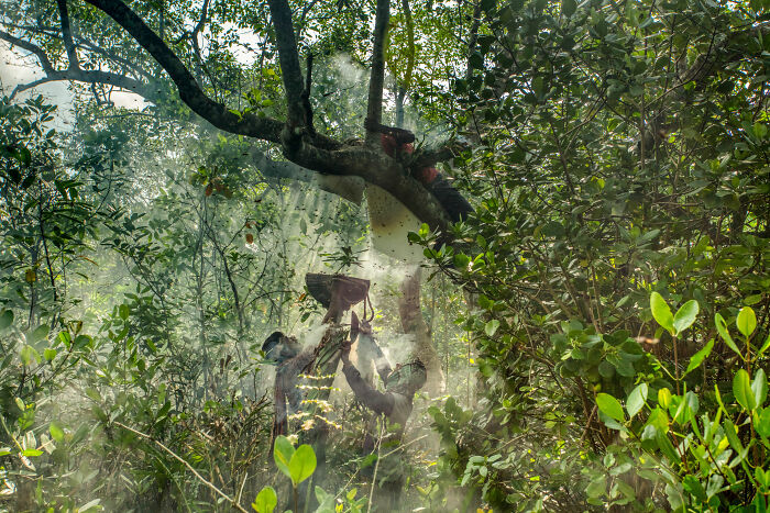 A mystical forest scene showcases a person reaching for a branch, shortlisted for the 2025 World Food Photography Awards.