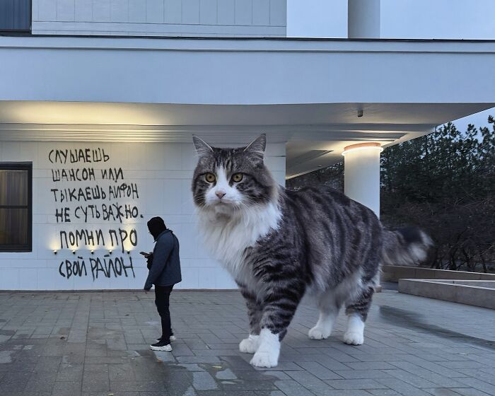 A giant cat Photoshopped into a street scene, towering over a person and building, creating a surreal world.