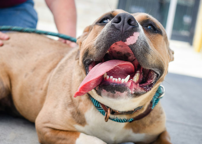 Happy dog with tongue out lying on pavement, wearing a collar, showcasing wild HOA stories.