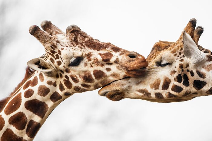 Two giraffes affectionately nuzzling, showcasing nature's gentle side.