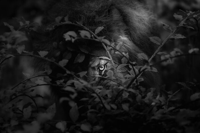 Lion's eye peering through dense leaves in a dramatic black and white nature shot.