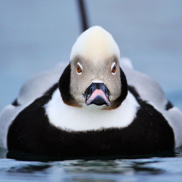 Close-up of a duck swimming, captured by a photographer known for stunning wildlife photography.