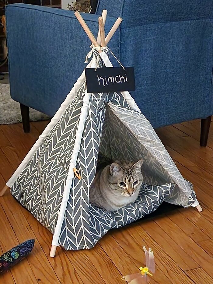 Cat lounging in patterned tent with "Kimchi" sign, resting on wooden floor near blue armchair.