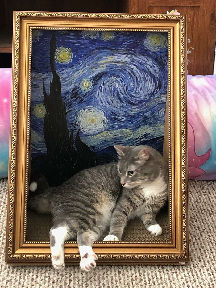 Cat lounging in a frame of "Starry Night," a ridiculous and amusing find.