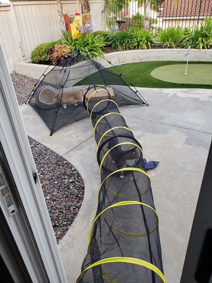Cat enjoying a mesh tunnel and tent setup in a backyard garden, perfect for feline overlord approval.