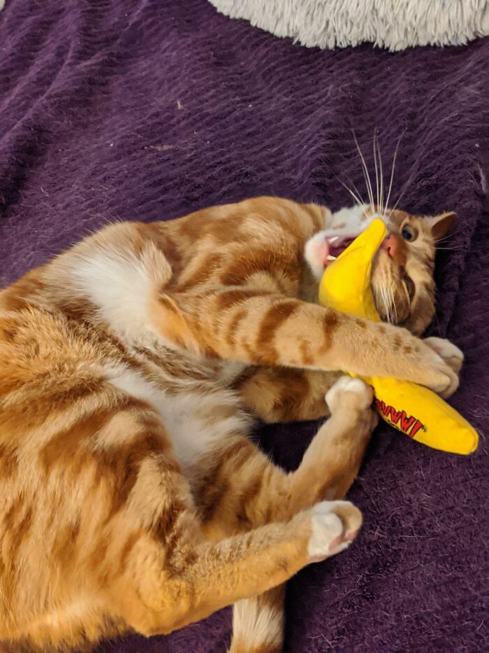 Orange tabby cat playfully biting a yellow toy on a purple blanket, showcasing a feline's playful side.