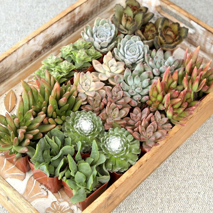 A variety of colorful succulents in a wooden tray, ideal for millennial decor enthusiasts.