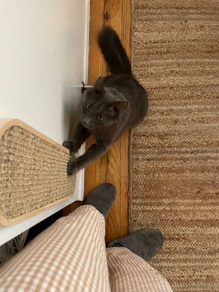 Gray cat using a vertical scratcher beside a person in checkered pants, capturing feline approval in action.