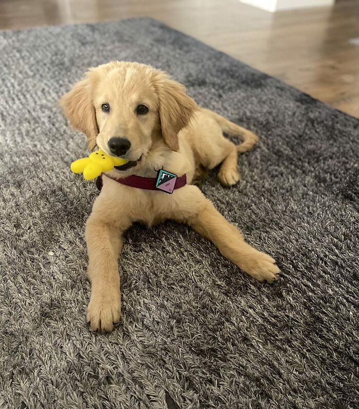 Golden retriever puppy with an Easter toy on a gray rug.