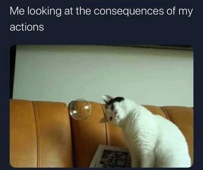 Cat staring at a bubble on a couch, illustrating funny memes to help insulate from the noise in the world.