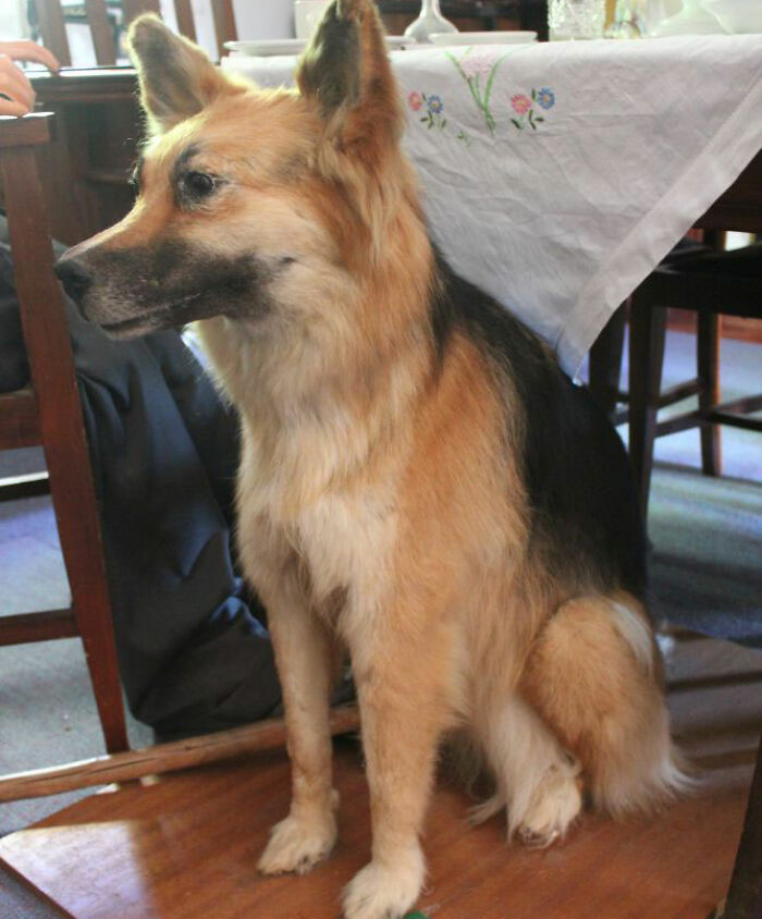 A dog sitting under a table in a house with a floral tablecloth, creating an unexpected and unsettling scene.