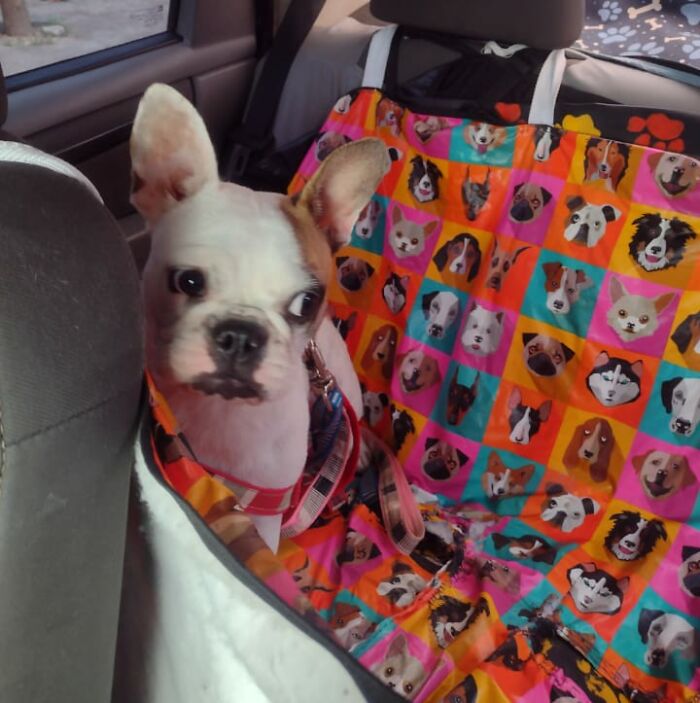 Dog in pet taxi, sitting on a colorful seat cover with dog illustrations, looking out the car window.