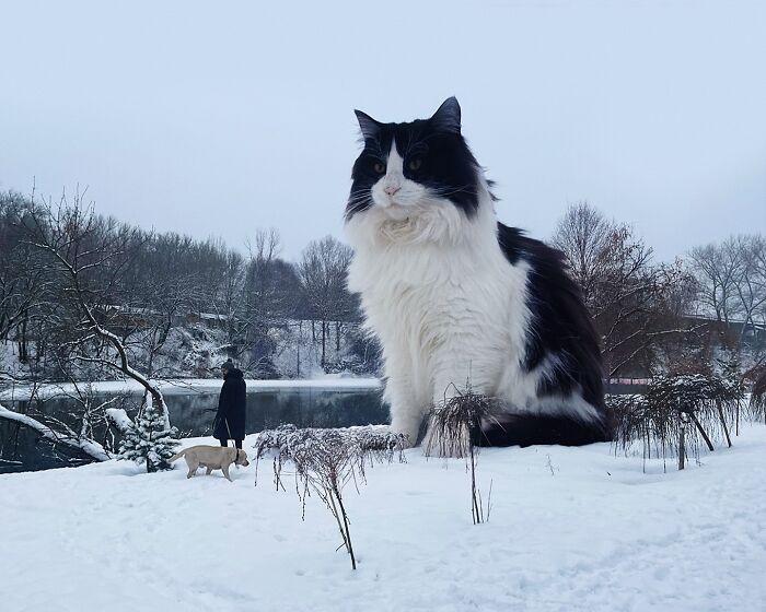 Giant cat photoshopped into snowy landscape with person and dog by the lake.