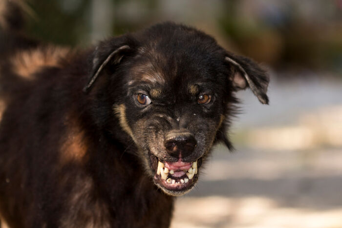 Aggressive dog showing teeth, representing one of the scariest things that keeps people up at night.