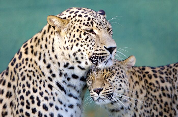 Two leopards affectionately nuzzling each other, showcasing nature's beauty.