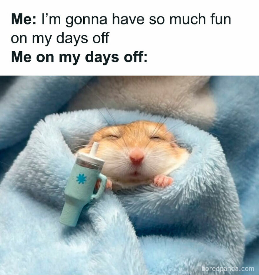 Cozy hamster meme wrapped in a blue blanket with a tiny cup, illustrating relatable humor for girl posts.