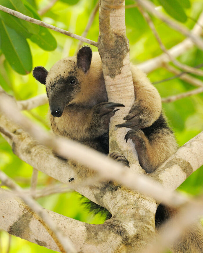 Wildlife moment: a tamandua anteater clings to a tree, surrounded by lush green leaves.