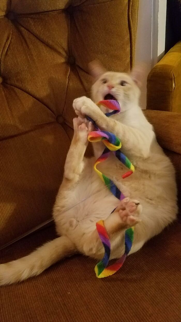 A playful cat with a colorful toy, showing feline approval.