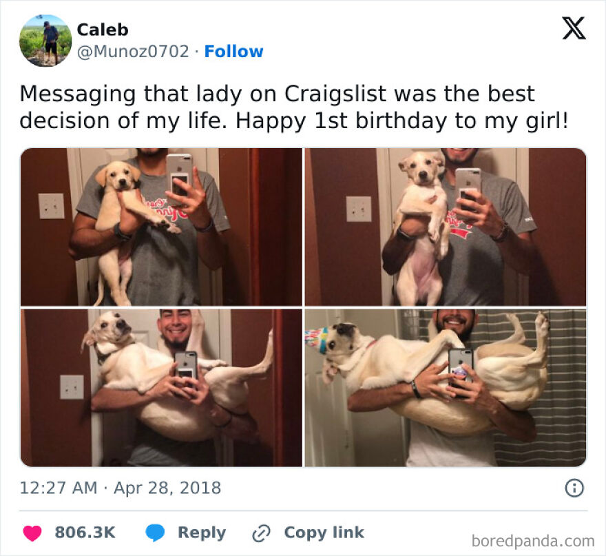 Man holding a small white dog in front of a mirror, showcasing her growth over time in cute animal photos.