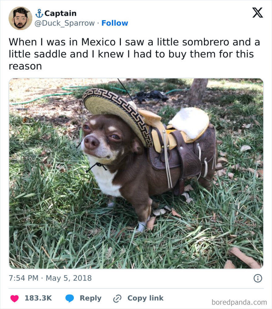 Cute animal photo of a small dog wearing a sombrero and saddle, standing on grass with a cheeky expression.
