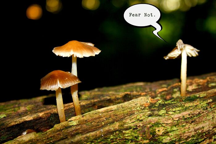 Fear Not