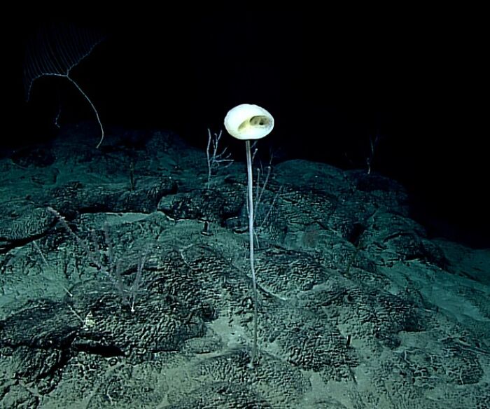 Strange ocean finding: white sea sponge resembling a cartoon character on a deep-sea floor.