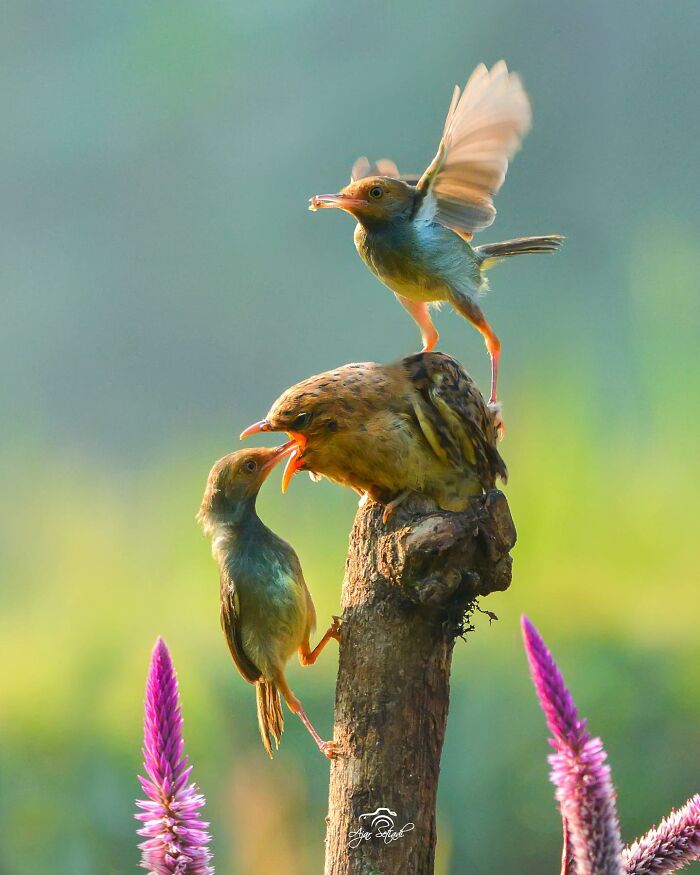 Three colorful birds perched on a branch, captured by Ajar Setiadi in stunning wildlife photography.