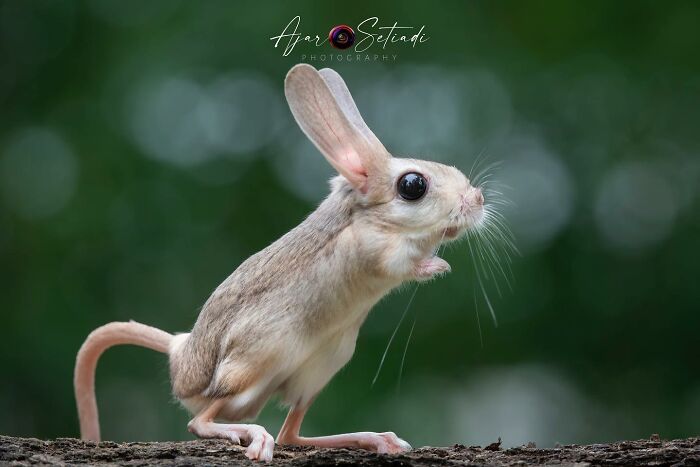 Captivating wildlife photography featuring a small rodent with prominent ears by Ajar Setiadi.