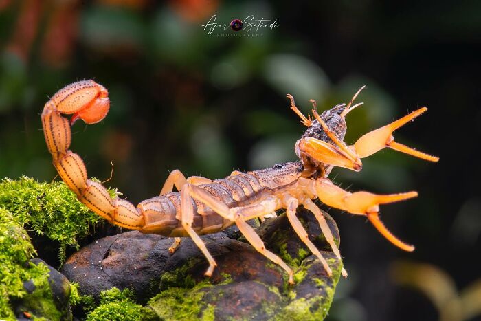 Close-up of a scorpion on moss, showcasing captivating wildlife photography by Ajar Setiadi.