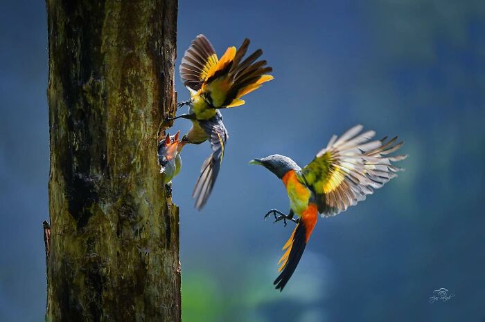 Colorful birds mid-flight near a tree, captured in stunning wildlife photography.