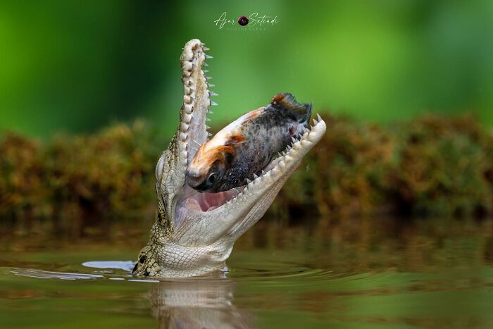 Crocodile capturing fish in vibrant wildlife photography by Ajar Setiadi.