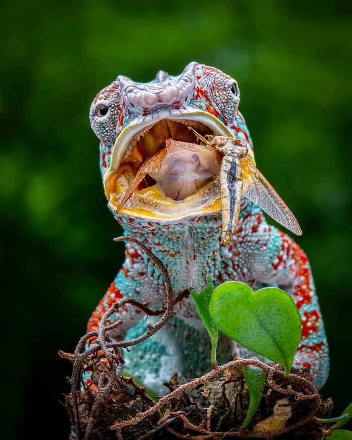 Chameleon eating a dragonfly, showcasing captivating wildlife photography.