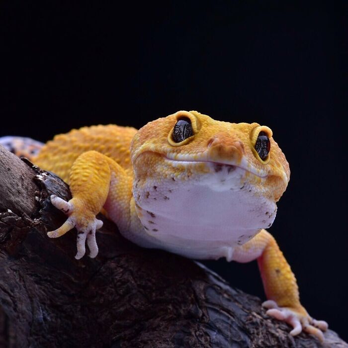 Yellow gecko on a branch captured in stunning wildlife photography.