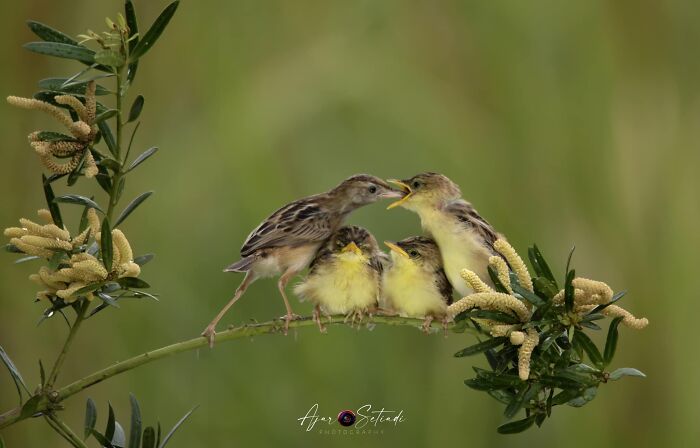 Wildlife photography by Ajar Setiadi showcases small birds perched on a branch, one feeding others.