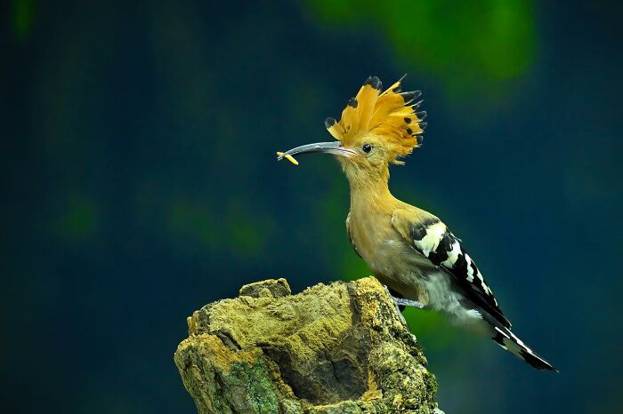 Wildlife photography by Ajar Setiadi featuring a colorful bird perched on a rock with a vibrant background.