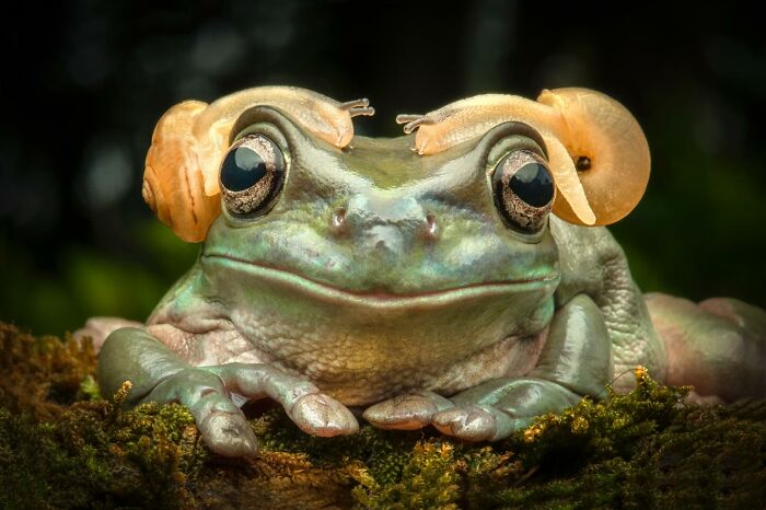 Frog with snails on its head, captured in wildlife photography by Ajar Setiadi.