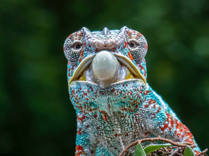 Colorful chameleon close-up demonstrates captivating wildlife photography, showcasing vibrant scales and textures.