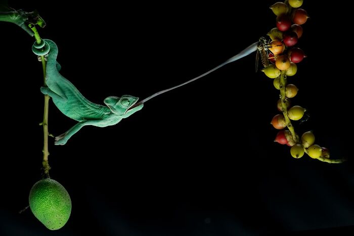 Chameleon catching prey with long tongue in captivating wildlife photograph by Ajar Setiadi.