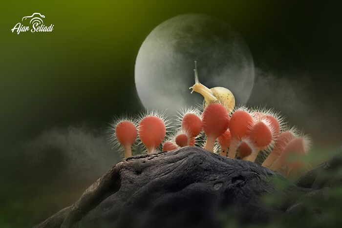 Snail on vibrant fungi under a mystical moon, showcasing captivating wildlife photography.