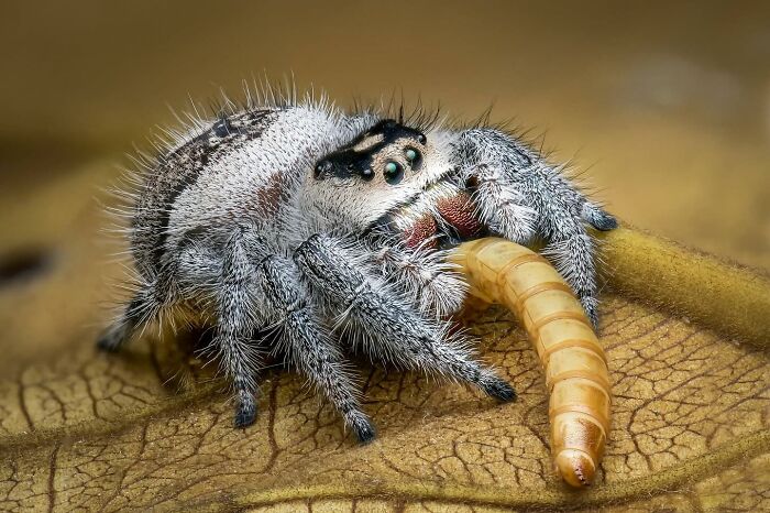 Jumping spider on a leaf, capturing prey in wildlife photography.