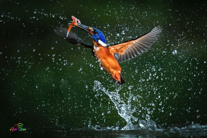 Kingfisher bird in flight captures fish, showcasing captivating wildlife photography.
