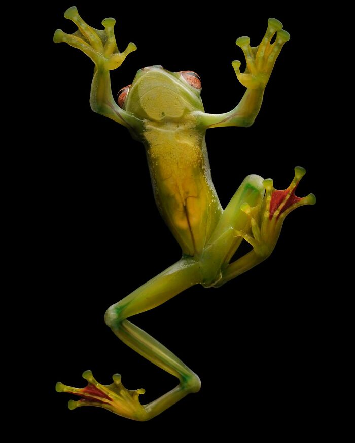 Transparent frog against a black background, showcasing captivating wildlife photography by Ajar Setiadi.