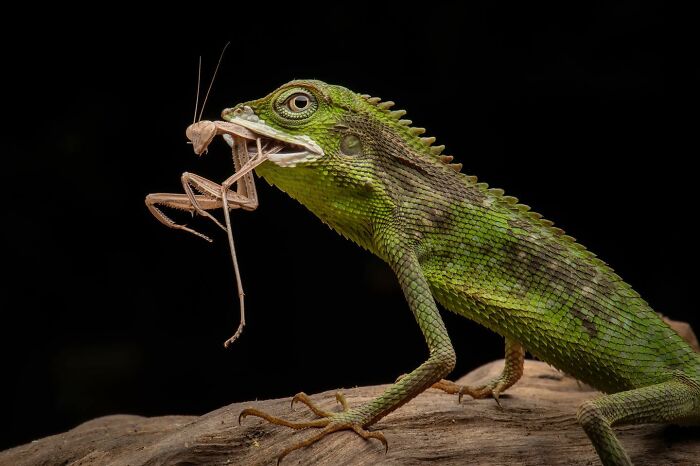 Green lizard capturing a praying mantis, showcasing captivating wildlife photography.