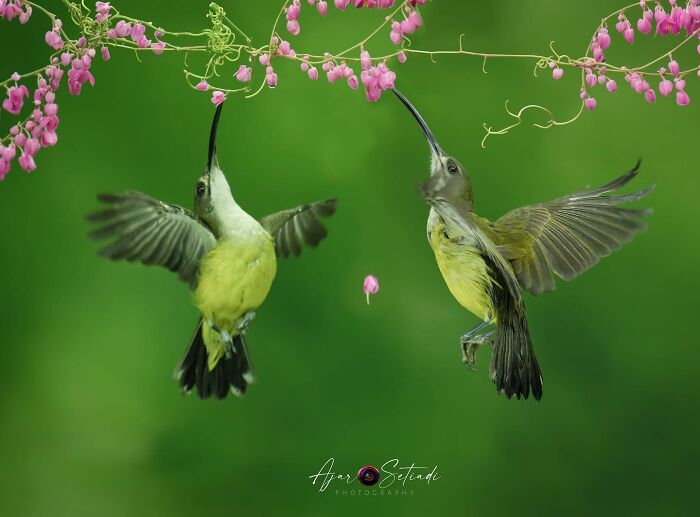 Two birds hovering mid-air feeding on pink flowers, captured in stunning wildlife photography.
