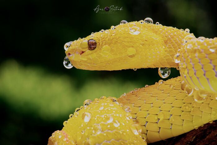 Yellow snake covered in raindrops, showcasing captivating wildlife photography by Ajar Setiadi.